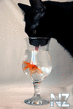 Comical_Animals_0008.jpg