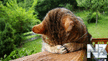 Comical_Animals_0009.jpg