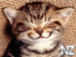 Comical_Animals_0015.jpg