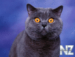 Comical_Animals_0013.jpg