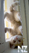 Comical_Animals_0012.jpg