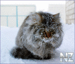 Comical_Animals_0011.jpg