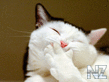 Comical_Animals_0014.jpg