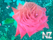 Pink_Roze12.jpg