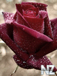 Red_Rose321.jpg