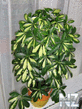 Schefflera_1.jpg