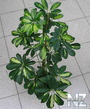 Schefflera_2.jpg