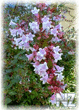 thumb_abelia_grandiflora__Edward_Goucher.jpg