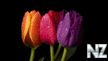 Tulip_Color_Spectrum_14904613.jpg