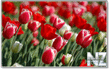 Tulips_in_Spring.jpg