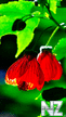 vesna_103931.jpg