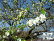 vesna_1_2127.jpg