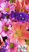 vesna_37936.jpg