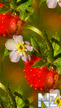 vesna_52943.jpg