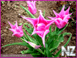 VESNA_5129.jpg