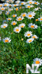 vesna_53940.jpg