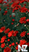 vesna_56941.jpg