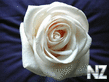 White_Rose78.jpg