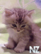 0_7819dc94ef05c08632b60e531cbf10fa.gif