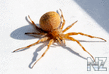 krestovik_spider_2.jpg