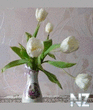 Scr000172.jpg