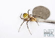 Argiope_bruenni_hi.jpg