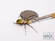 Argiope_bruenni_hi_1.jpg