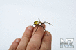 Argiope_bruenni_hi_3.jpg