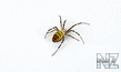 Argiope_bruenni_hi_2.jpg