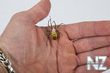 Argiope_bruenni_hi_4.jpg