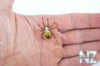 Argiope_bruenni_hi_7.jpg