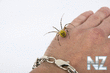 Argiope_bruenni_hi_6.jpg