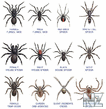 australian_spiders.jpg