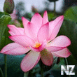 Lotus_flower_Closeup_Pink_color_519951_20_48x1365.jpg