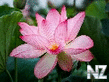 Lotus_flower_Closeup_Pink_color_519951_2048x1365_crop_128x96.jpg