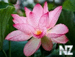 Lotus_flower_Closeup_Pink_color_519951_2048x1365_crop_128x97.jpg