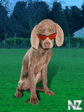 110.gif