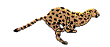 41.gif