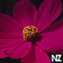 flo04.jpg