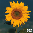 flo07.jpg