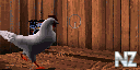 chiken.gif