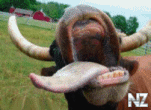 cow3.gif