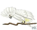 cacadu.gif