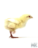 anime5277.gif