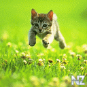 cat02.gif