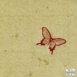 butterfly.jpg