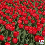 tulips.jpg