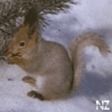 belka.gif