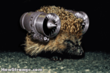 hedgehog.gif