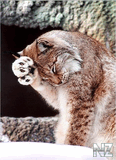 lynx1.jpg